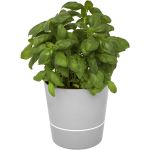Herbs fszerkasp, szrke (11317682)